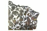 Brahin Pallasite Meteorite (g) Slice - Belarus #269642-1